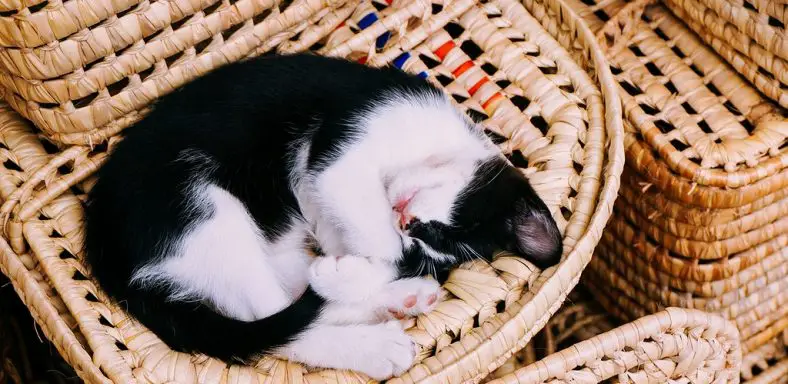 Why Do Cats Sleep in a Ball