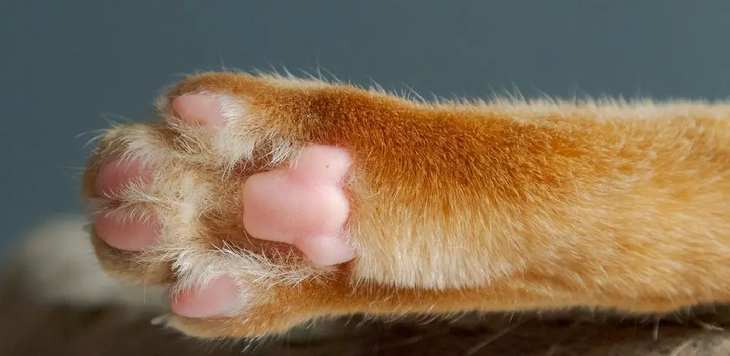 why are my cat's paw pads peeling