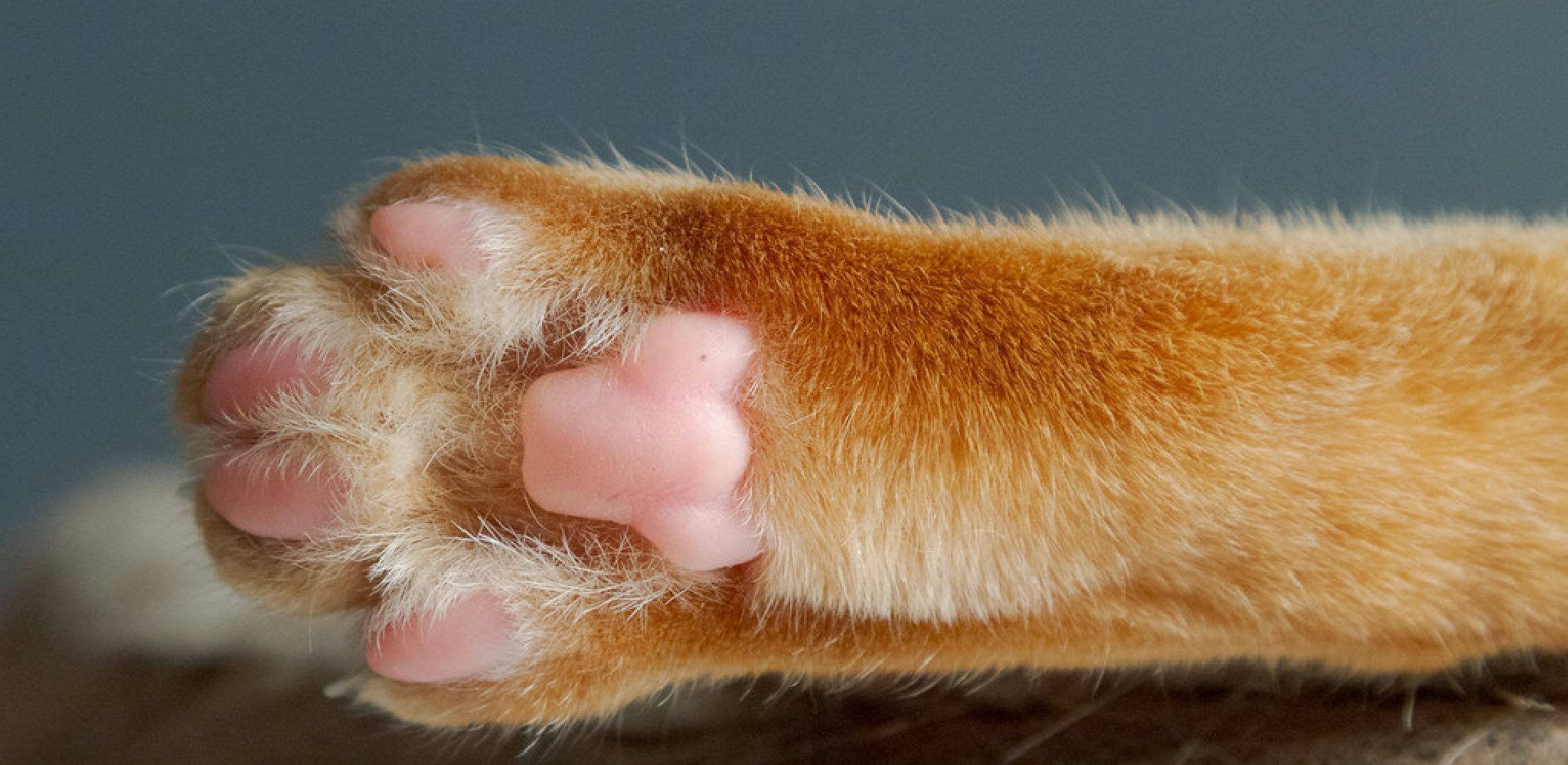 Why Are My Cat's Paw Pads Peeling? (2024)