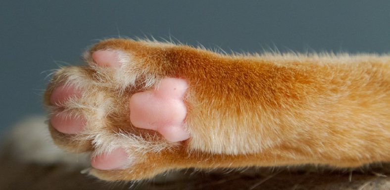 Why Are My Cat’s Paw Pads Peeling?