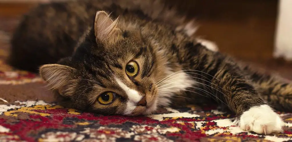 Why Is My Cat Licking the Carpet