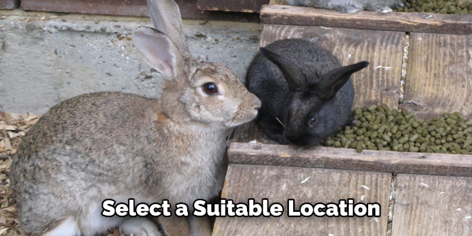 How to Litter Train a Rabbit in A Hutch Explained in 07 Steps