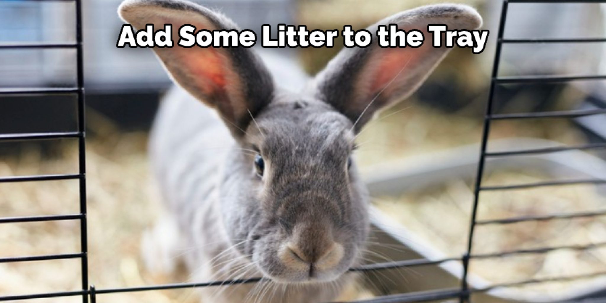 How to Litter Train a Rabbit in A Hutch Explained in 07 Steps