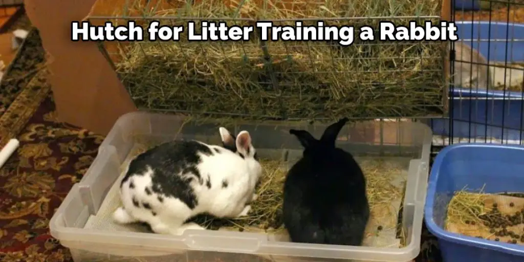 Hutch for Litter Training 