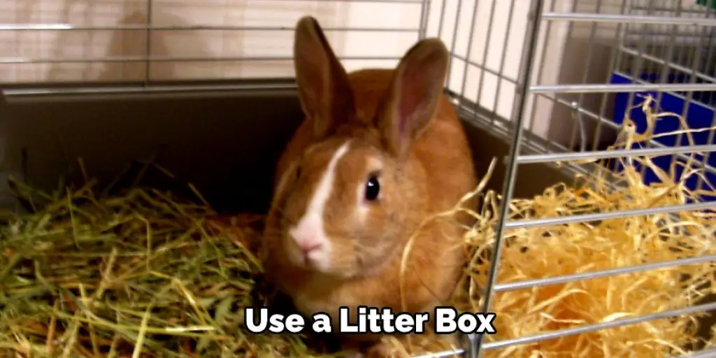  Use a Litter Box