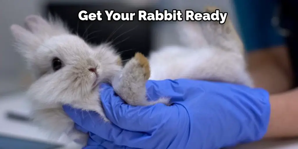 Get Your Rabbit Ready