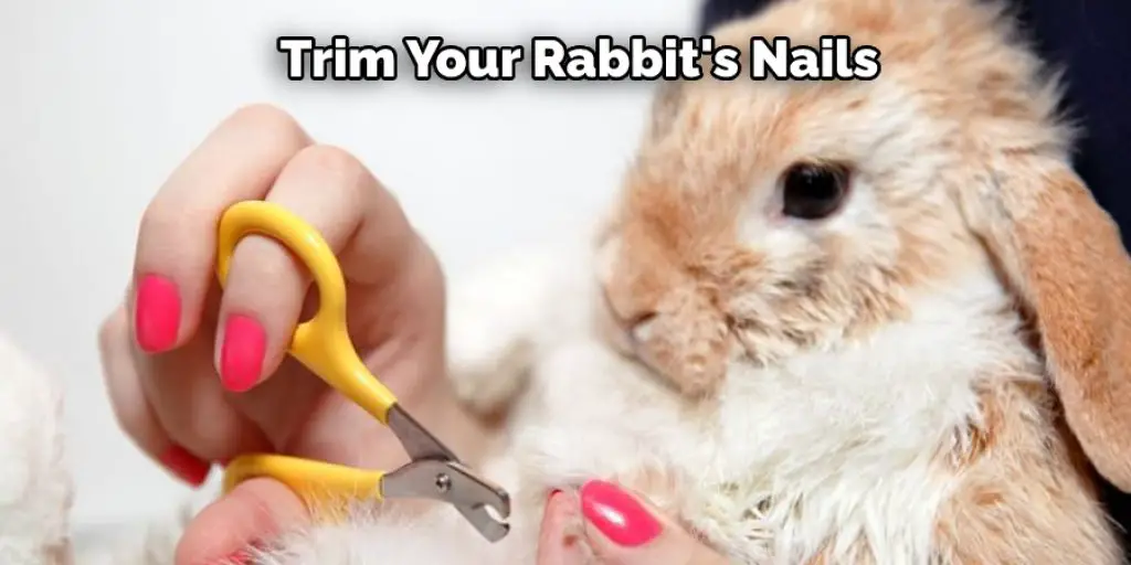 Trim Your Rabbit's Nails