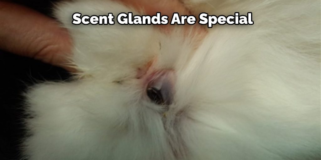 Scent Glands Are Special