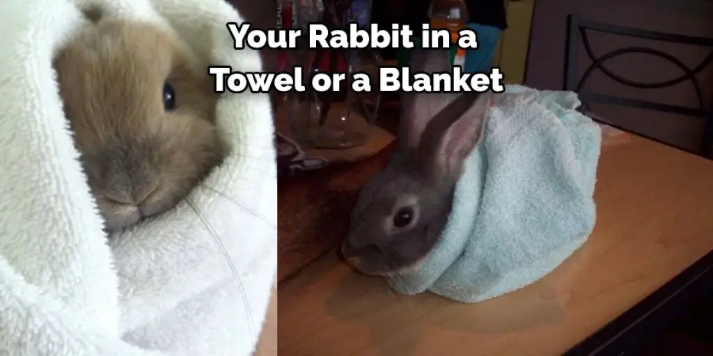 Your Rabbit in a  Towel or a Blanket
