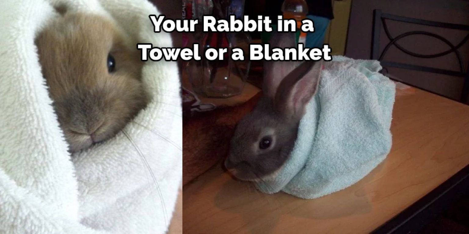 How to Clean Rabbit Scent Glands Described in 08 Steps