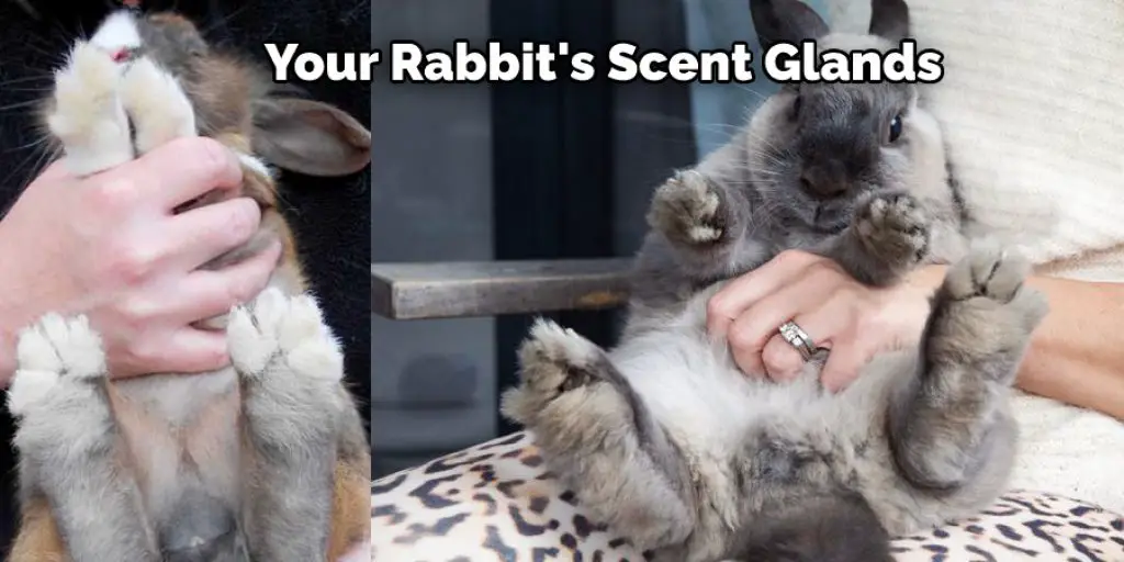 Your Rabbit's Scent Glands
