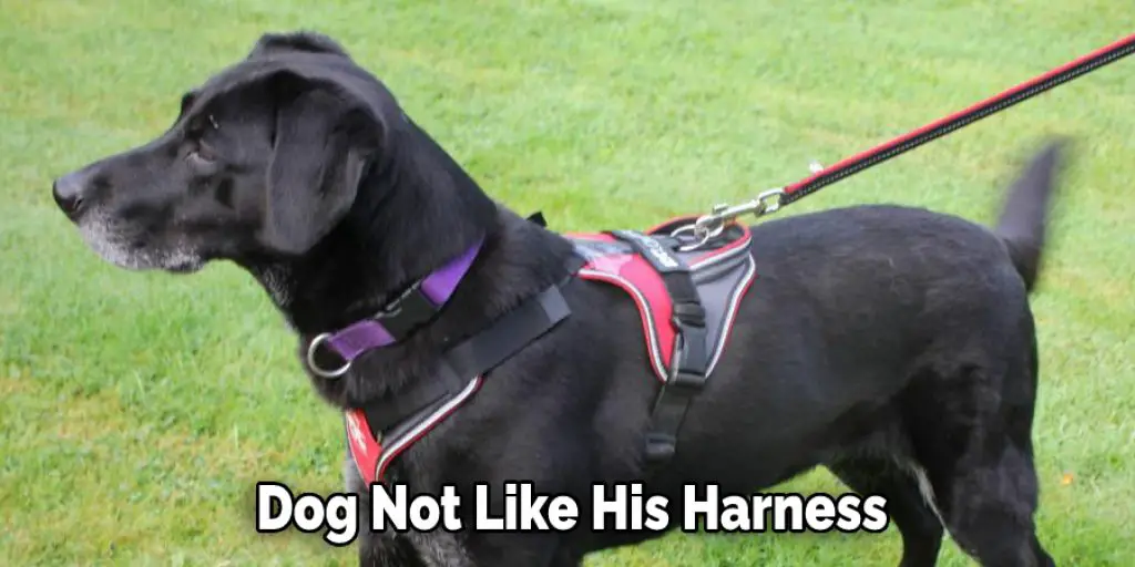  Dog Not Like His Harness