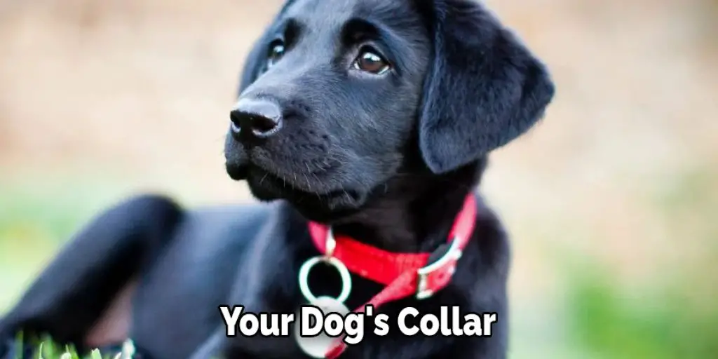 Your Dog's Collar