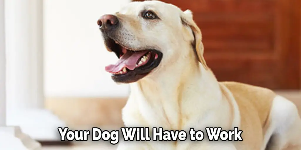 Your Dog Will Have to Work