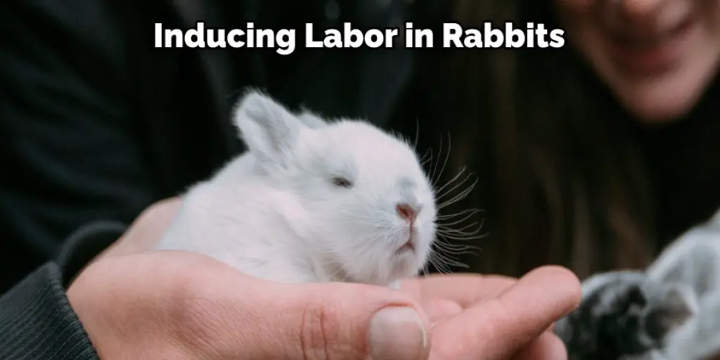 Inducing Labor in Rabbits