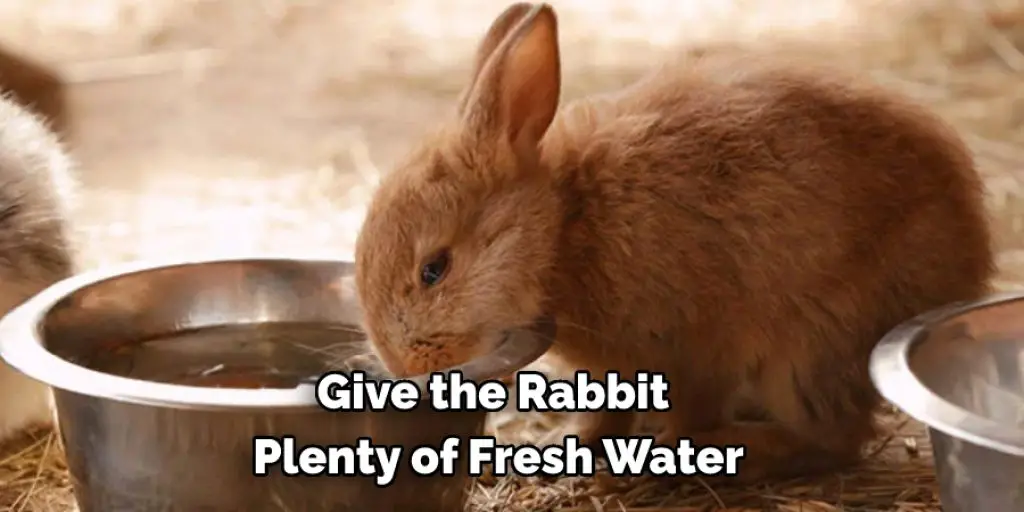 Give the Rabbit  Plenty of Fresh Water