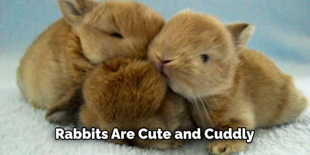 Rabbits Are Cute and Cuddly