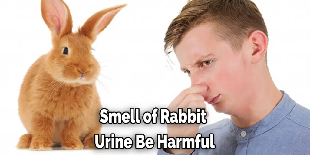 Smell of Rabbit Urine Be Harmful