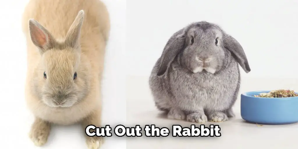 Cut Out the Rabbit