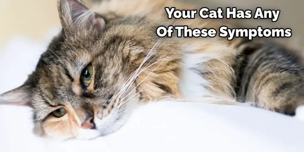 Your Cat Has Any  Of These Symptoms