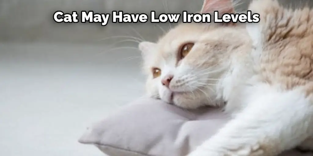 Cat May Have Low Iron Levels