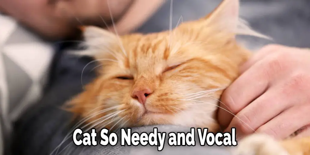 Why Is My Cat So Needy and Vocal Detailed Guide (2024)