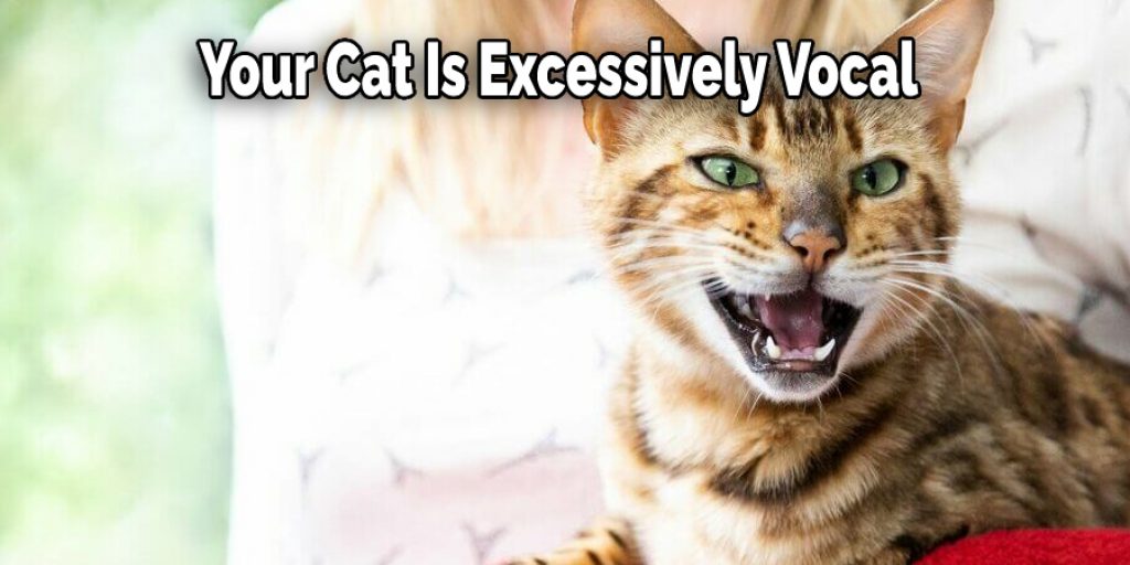 Your Cat Is Excessively Vocal