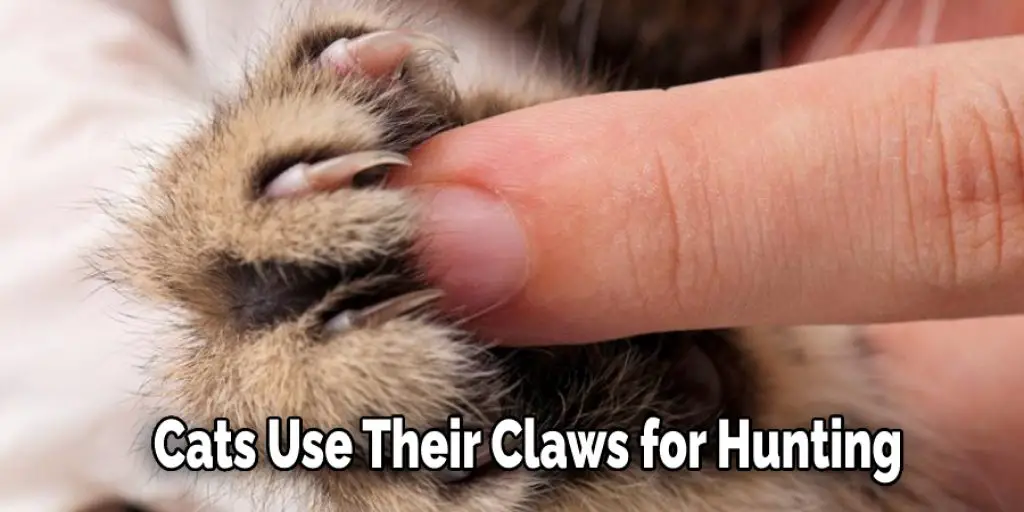 Cats Use Their Claws for Hunting