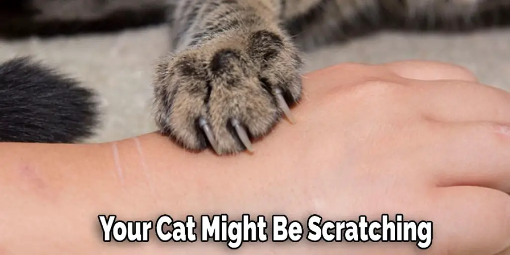  Your Cat Might Be Scratching