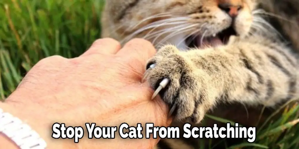 Stop Your Cat From Scratching