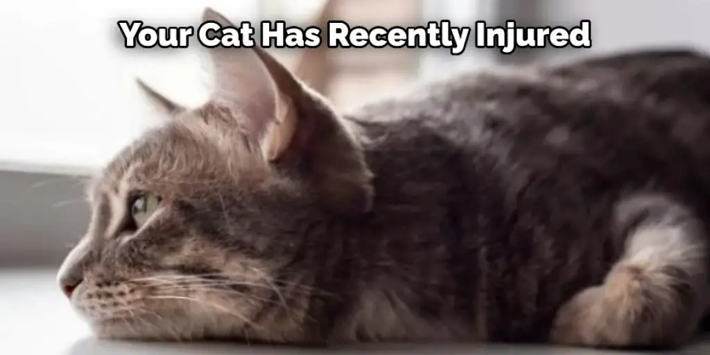 Your Cat Has Recently Injured