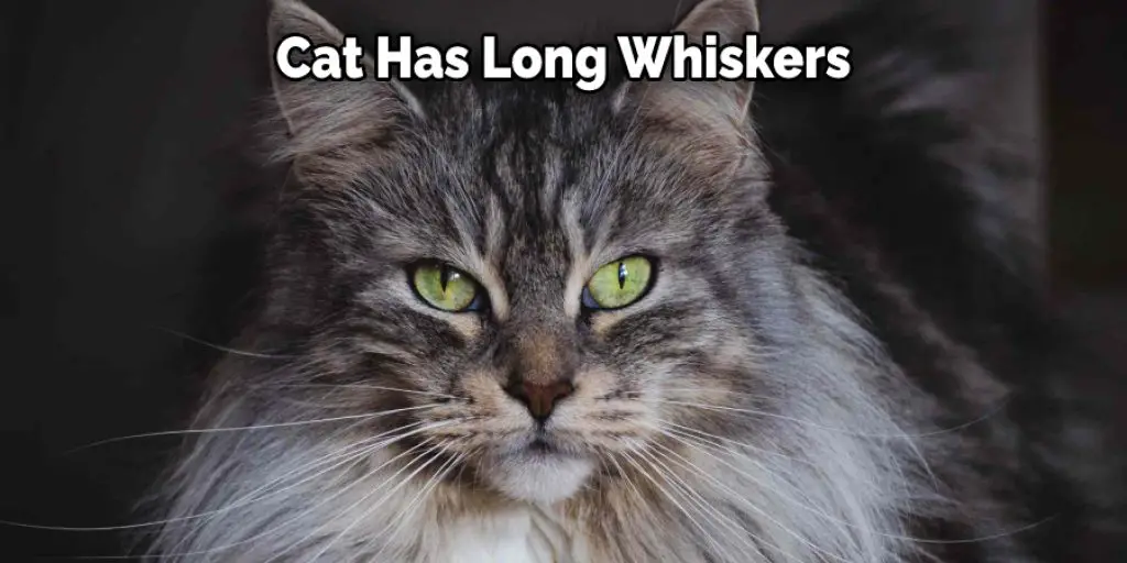 Cat Has Long Whiskers