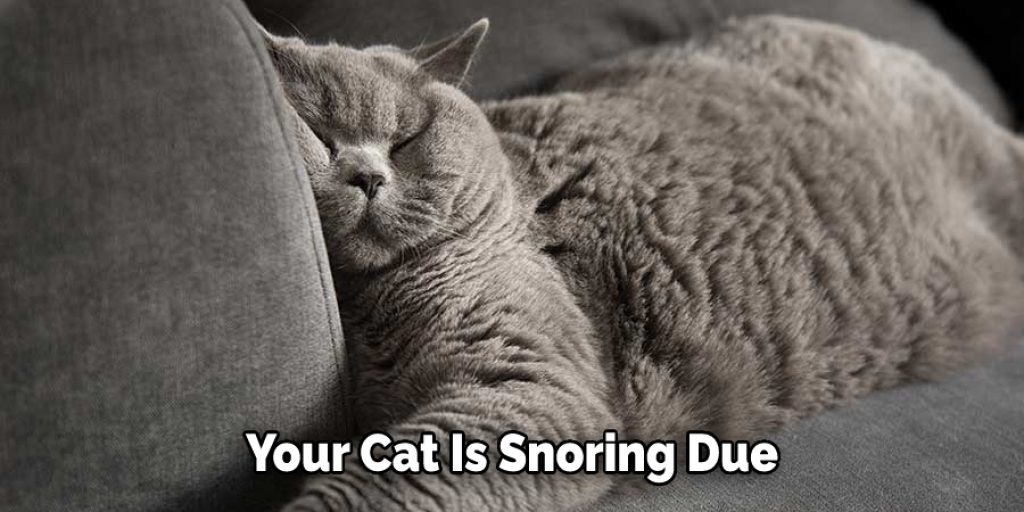 Your Cat Is Snoring Due