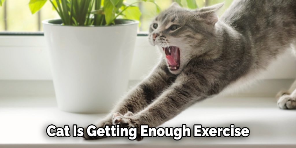 Cat Is Getting Enough Exercise