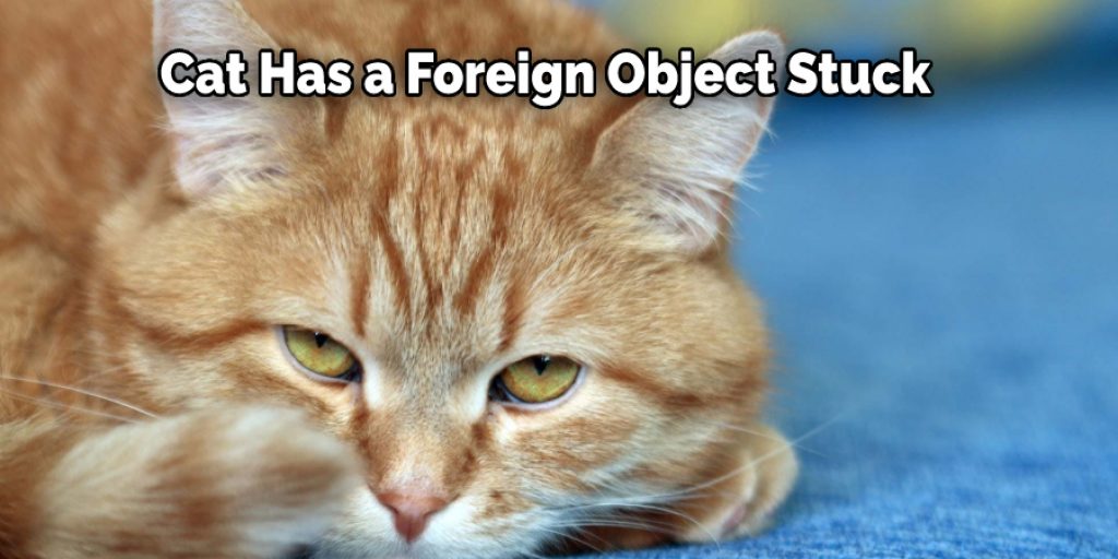 Cat Has a Foreign Object Stuck