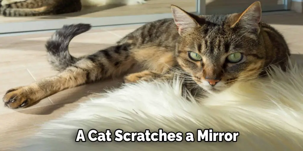 A Cat Scratches a Mirror