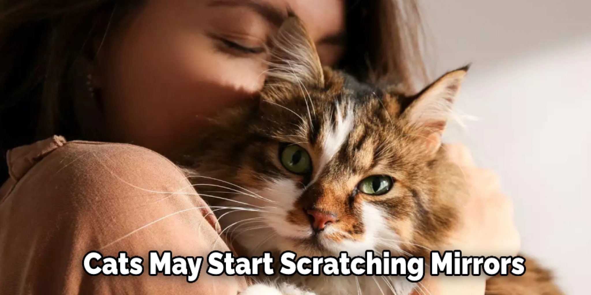 Why Do Cats Scratch Mirrors 08 Effective Ways (2024)