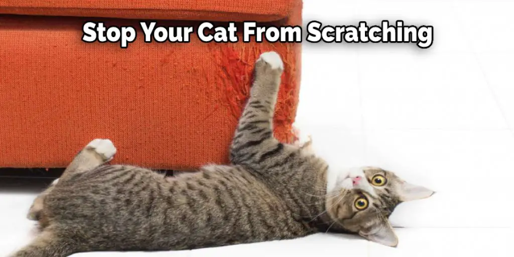 Stop Your Cat From Scratching