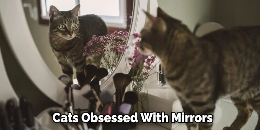 Cats Obsessed With Mirrors
