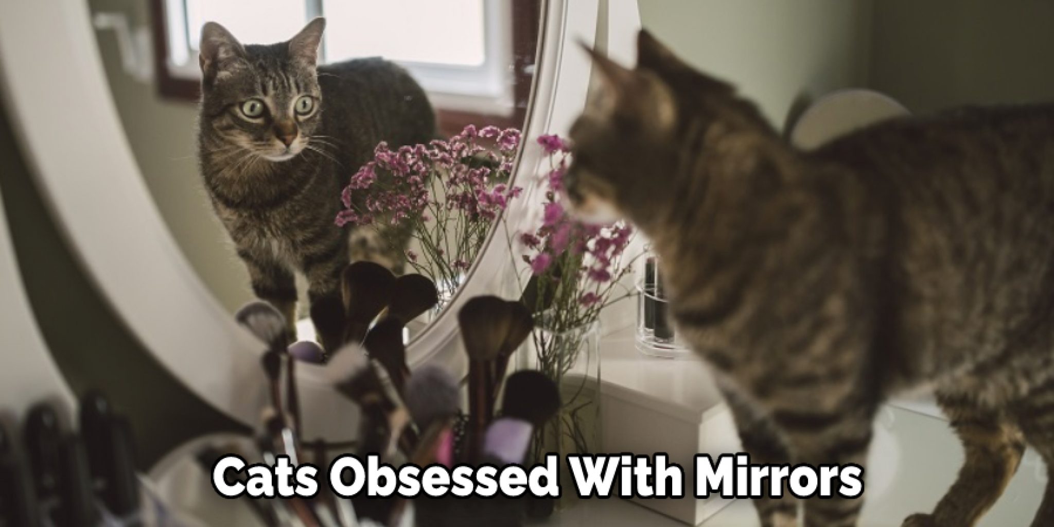 Why Do Cats Scratch Mirrors 08 Effective Ways (2024)