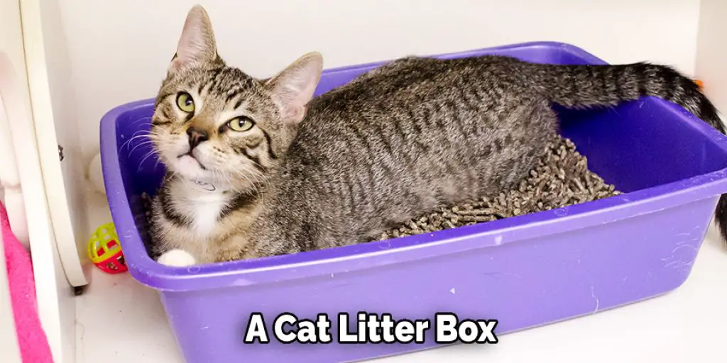 A Cat Litter Box