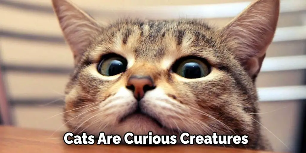 Cats Are Curious Creatures