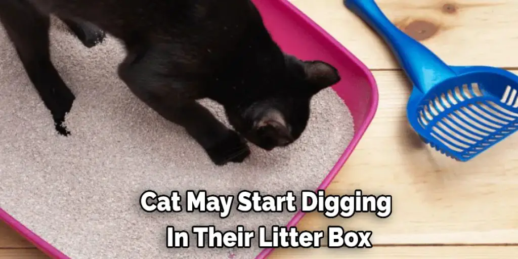 Cat May Start Digging  In Their Litter Box