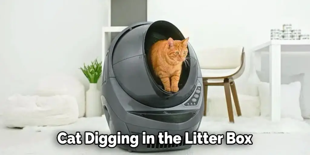 Cat Digging in the Litter Box