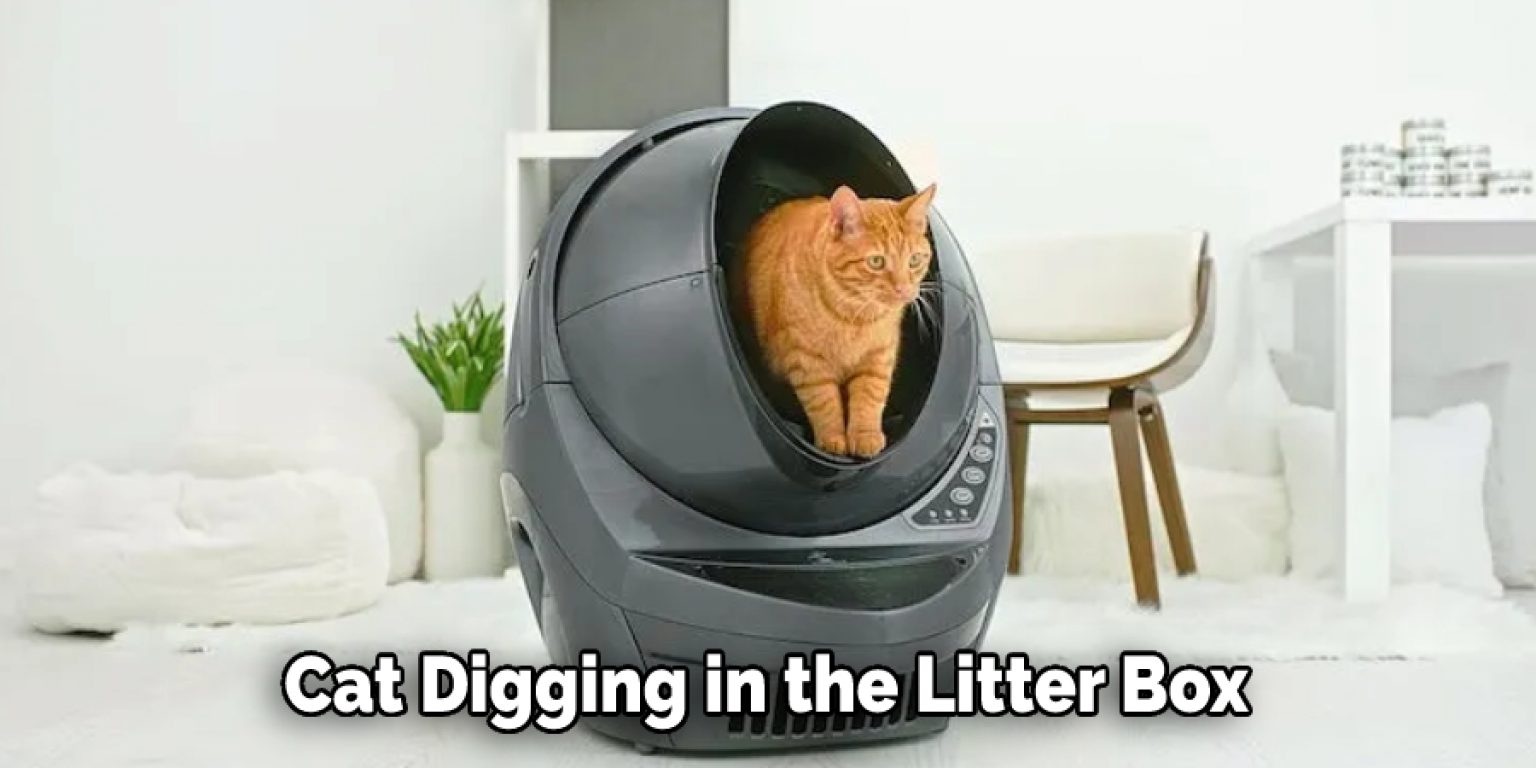 Why Is My Cat Digging in The Litter Box 10 Effective Ways (2024)