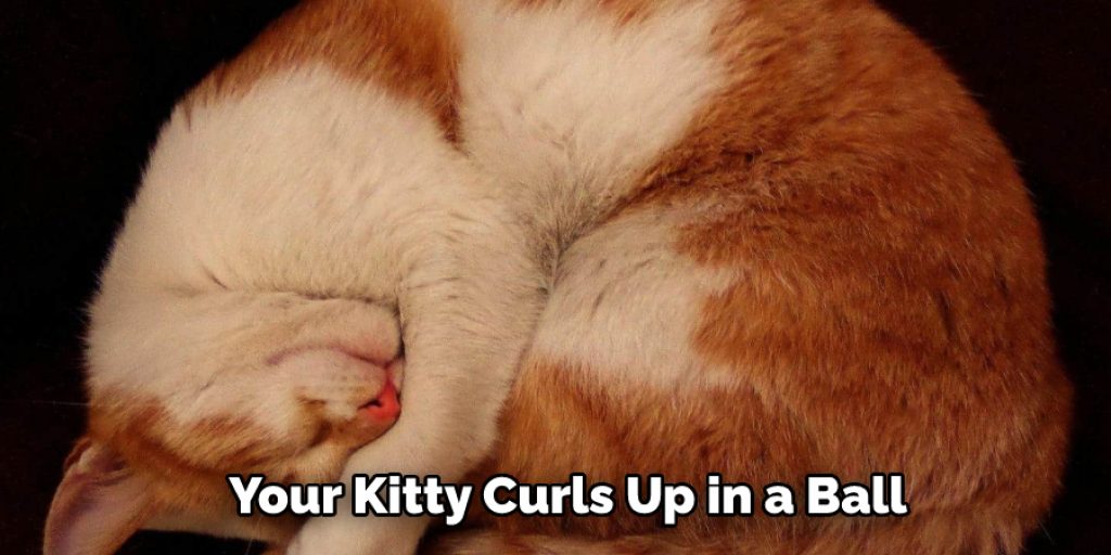 Your Kitty Curls Up in a Ball