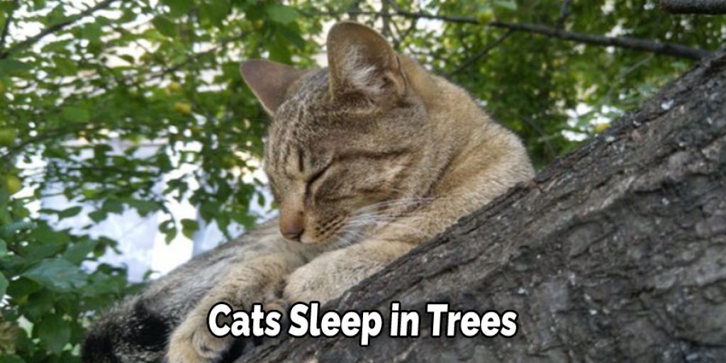 Cats Sleep in Trees