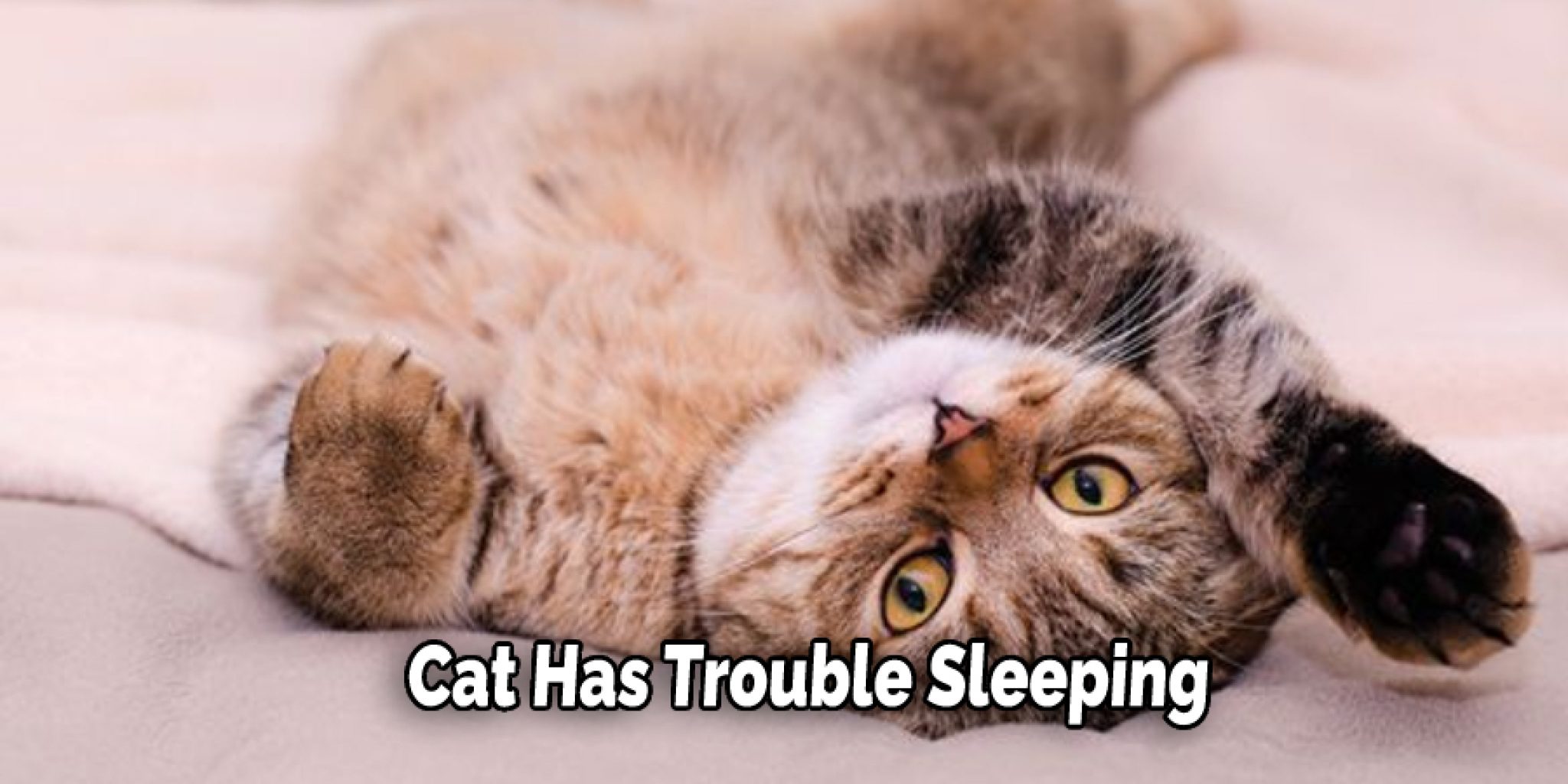 Why Do Cats Curl up When They Sleep Detailed Explanation (2024)