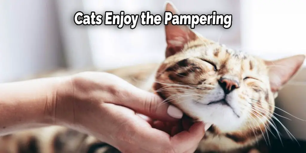 Cats Enjoy the Pampering