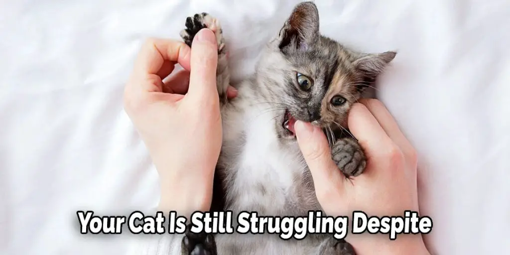 Your Cat Is Still Struggling Despite